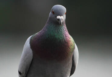 Control de plaga de palomas en Barcelona